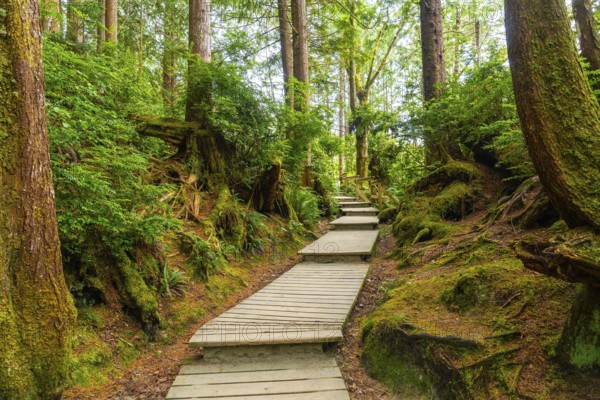Wooden boardwalk winding through a vibrant green rainforest in tofino, located on vancouver island,
