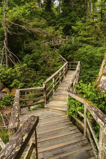 Wooden pathway winding through a lush, vibrant rainforest in tofino, british columbia, providing a