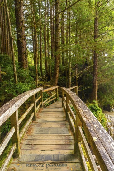 Winding through a lush green rainforest in tofino, british columbia, a wooden footbridge invites