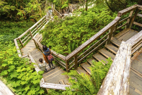 Tourists are descending a weathered wooden staircase amidst the verdant foliage of a rainforest in