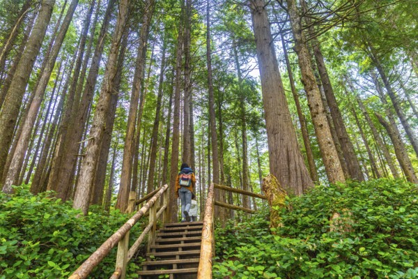 Tourists walking up wooden stairs amidst lush green vegetation and tall trees on a rainforest trail