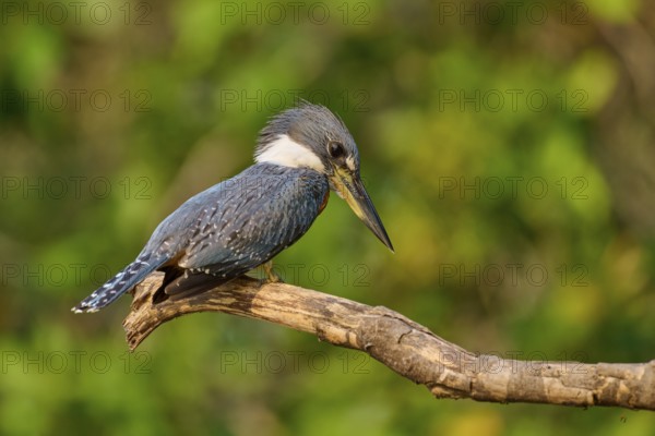 A kingfisher sitting on a branch in a natural environment, Red-breasted Kingfisher (Ceryle