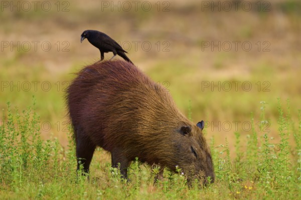 A black bird sitting on a capybara foraging in the grass, Capybara, capybara (Hydrochoerus