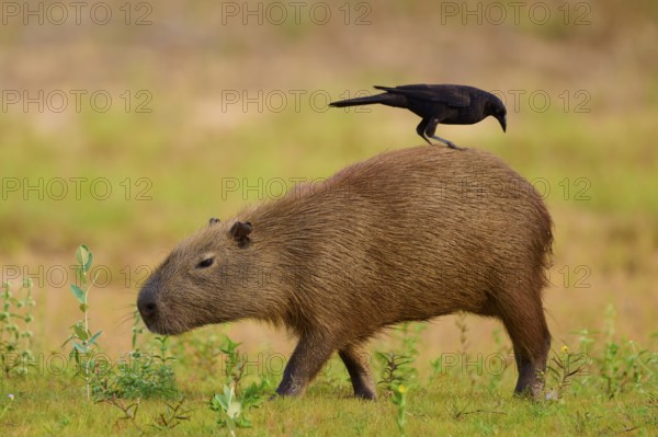 A bird riding on a walking capybara in the grass, Capybara, capybara (Hydrochoerus hydrochaeris),