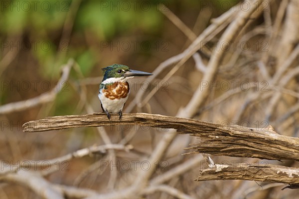 A kingfisher sits in a natural environment on a dry branch in a wooded area, Green Kingfisher
