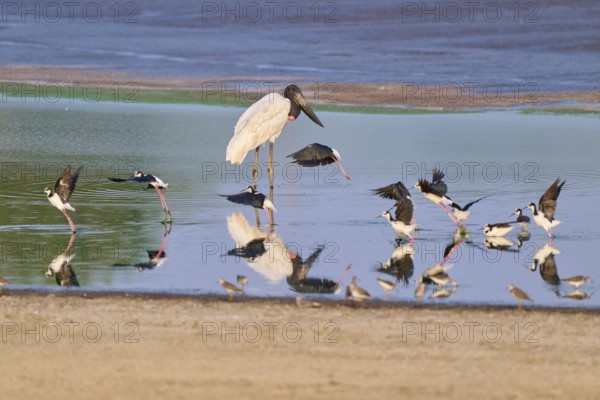 Birds by the water with reflections, peaceful atmosphere in natural colours, Jabiru (Jabiru