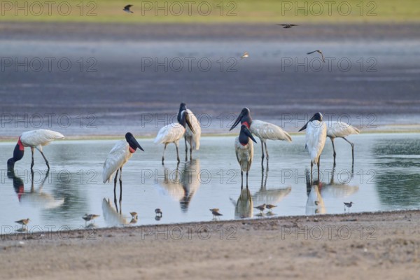 Several large birds are standing in the water, their reflections are visible, Jabiru (Jabiru
