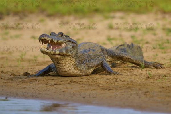 A caiman lies on the sandy bank of a river, open with menacing teeth, spectacled caiman (Caiman