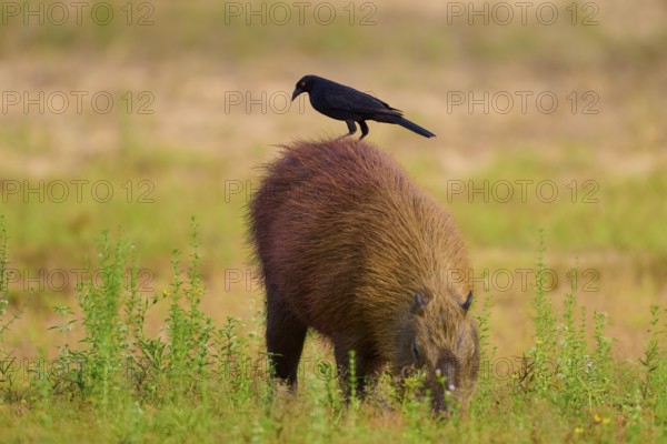 A black bird stands on a grass-eating capybara in a meadow, Capybara, capybara (Hydrochoerus