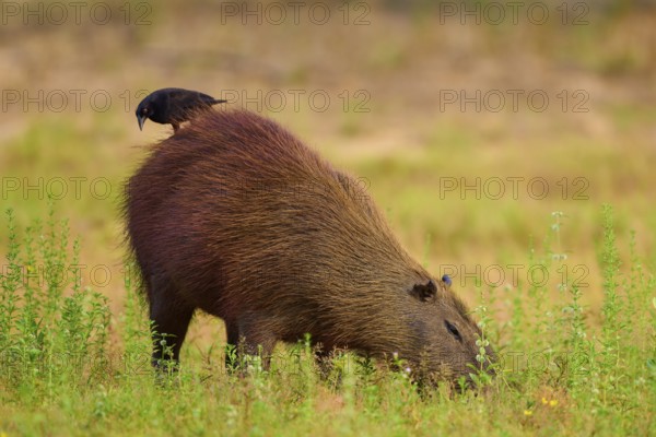 Bird standing on a capybara in a meadow and both appear calm, Capybara, capybara (Hydrochoerus