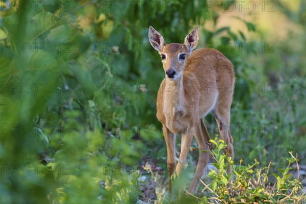A young fawn looks curiously out of the thicket, Grand Mazama or Rotmazama (Mazama americana),