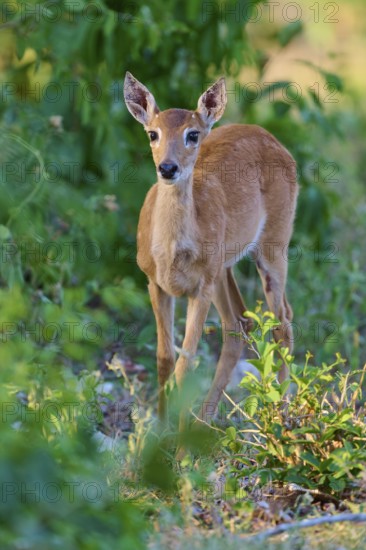 A young fawn peers cautiously through the undergrowth, Grand Mazama or Red Mazama (Mazama
