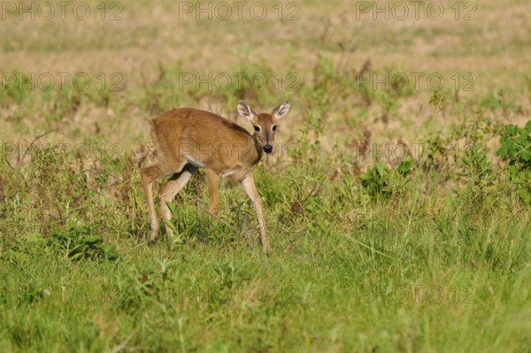 A deer in a field looks attentively to the side, Grand Mazama or Red Mazama (Mazama americana),