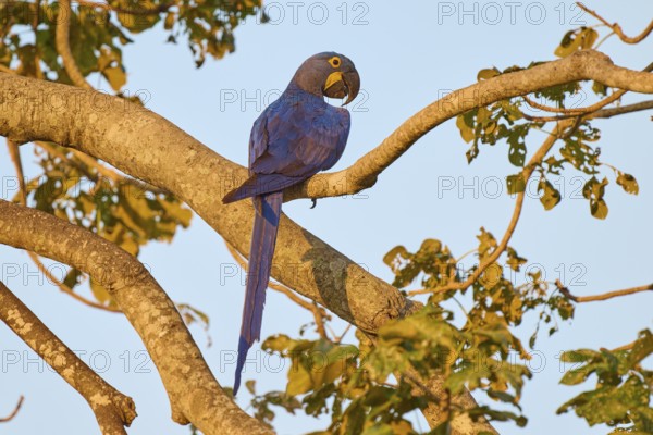 In the golden light, a blue parrot sits on a branch and enjoys the view, Hyacinth Macaw