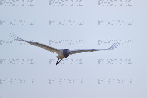 A large stork flies with outstretched wings in the clear sky, Jabiru (Jabiru mycteria), Pantanal,