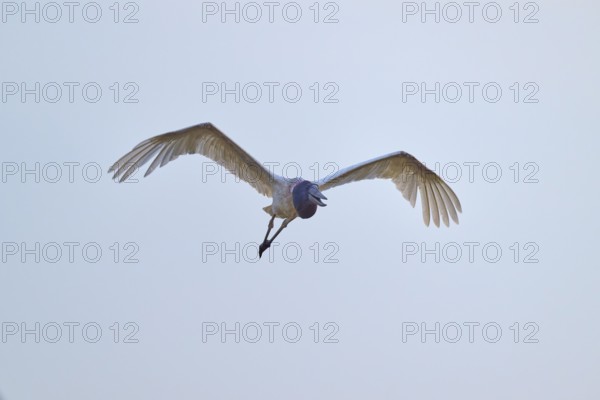 A stork flies directly towards the camera while spreading its wings, Jabiru (Jabiru mycteria),