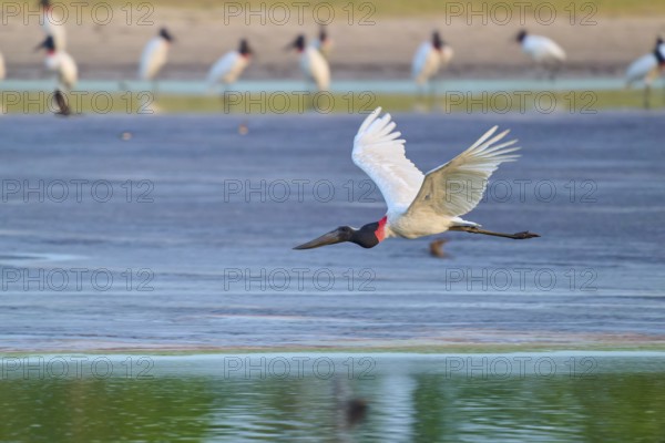 A large stork flies just above the water surface with its wings outstretched, Jabiru (Jabiru