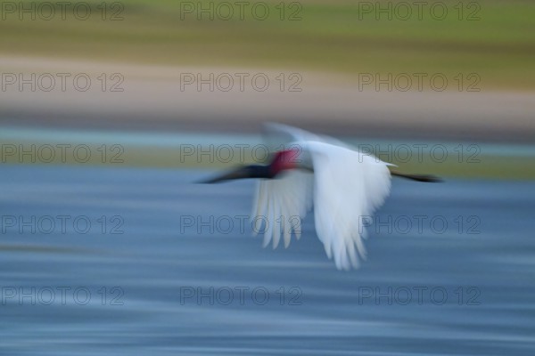 A bird flies fast over water, motion blur emphasises the dynamics, Jabiru (Jabiru mycteria),