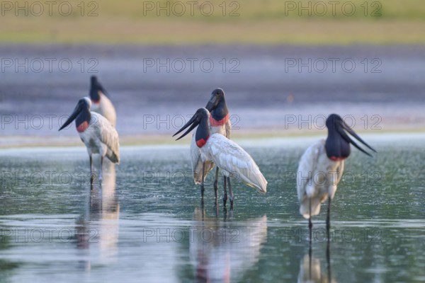 A group of large birds stands in the calm water, in a peaceful atmosphere, Jabiru (Jabiru