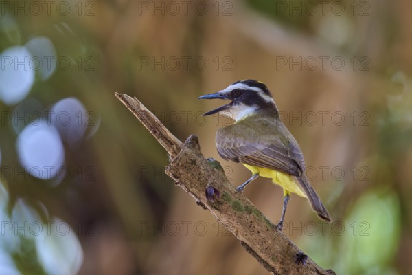 Bird with vivid yellow belly singing on branch in front of bokeh background, Sulphur Yellow Tyrant