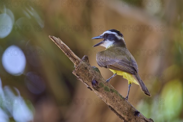 Bird sits singing on a brown branch, bright yellow plumage, sulphur yellow tyrant (Pitangus