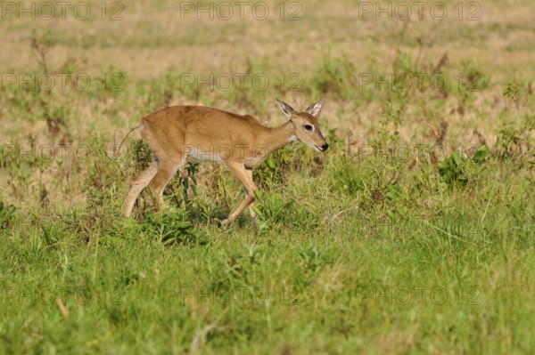 A deer walks across a green meadow on a sunny day, Grand Mazama or Rotmazama (Mazama americana),