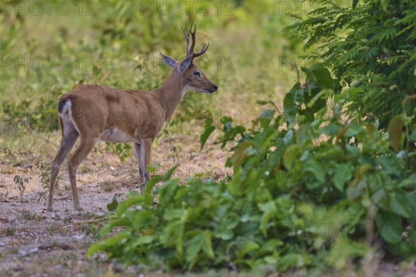 A young deer with horns stands at the edge of the forest, Grand Mazama or Rotmazama (Mazama