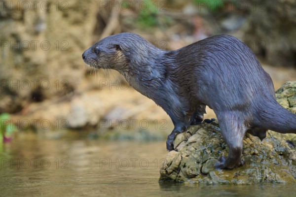 An otter stands on a rock on the riverbank and observes the surroundings, Southern river otter