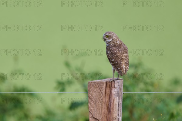 An owl sits on a fence post in front of a green, blurred backdrop, Burrowing Owl (Athene