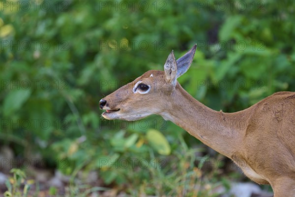 Close-up of a deer against a green background in the forest, Grand Mazama or Red Mazama (Mazama