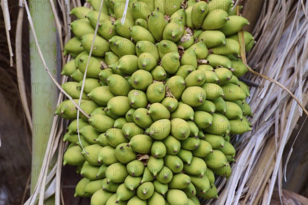 Dense clump of palm fruits on the perennial between dried palm leaves, Fazenda Barranco Alto,