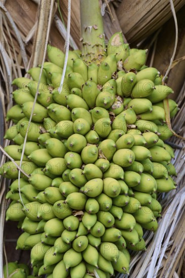 Dense clump of palm fruits on the perennial between dried palm leaves, Fazenda Barranco Alto,