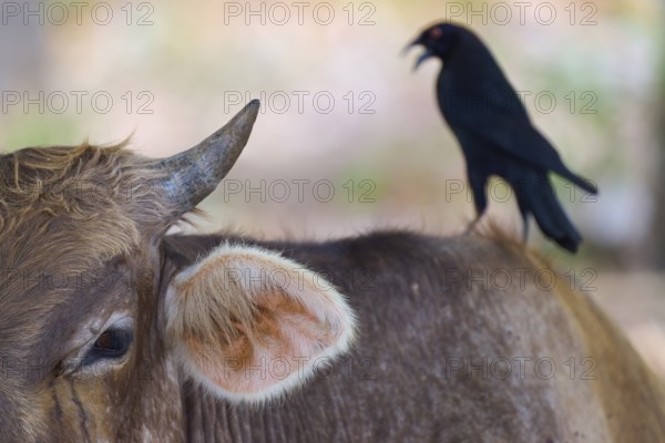 A bird sits on the back of a brown cow in a natural environment, cattle, giant cowbird (Molothrus