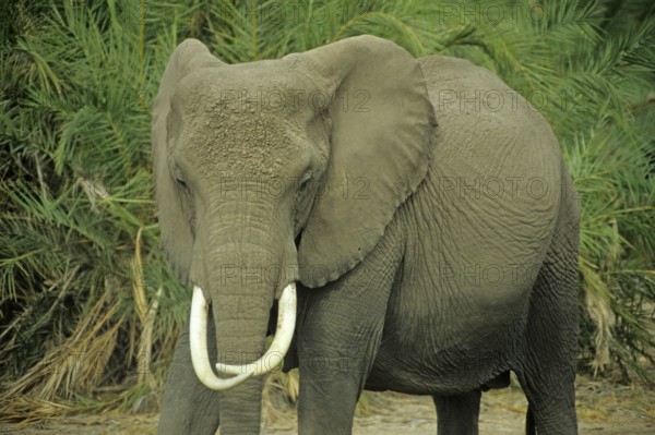 Elephant (Loxodonta africana), Amboseli National Park, Kenya, Africa, June 2000, vintage, retro,
