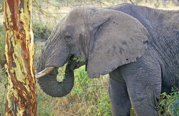 Elephant (Loxodonta africana) eating tree bark, Serengeti, Tanzania, Africa, June 2000, vintage,