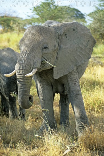 Elephant (Loxodonta africana), Serengeti, Tanzania, Africa, June 2000, vintage, retro, old,