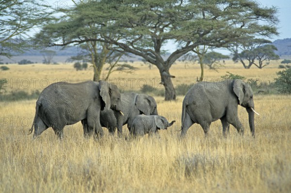 Elephants with young (Loxodonta africana), Serengeti, Tanzania, Africa, June 2000, vintage, retro,