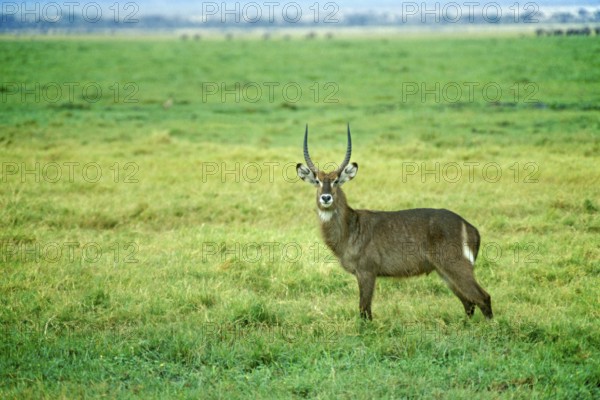 Waterbuck (Kobus elipsiprymus) in Amboseli National Park, Kenya, Africa, June 2000, vintage, retro,
