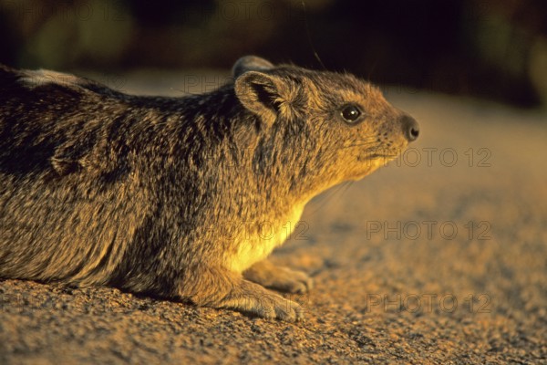 Rock hyrax (Procavia capensis), Serengeti, Tanzania, Africa, June 2000, vintage, retro, old,