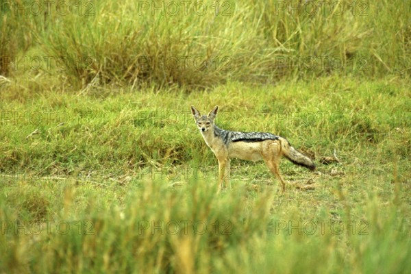 Black-backed jackal (Canis mesomeles), Amboseli National Park, Kenya, Africa, June 2000, vintage,