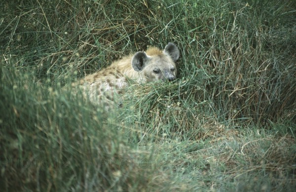 Spotted hyena (Crocuta crocuta) in Amboseli National Park, Kenya, Africa, June 2000, vintage,