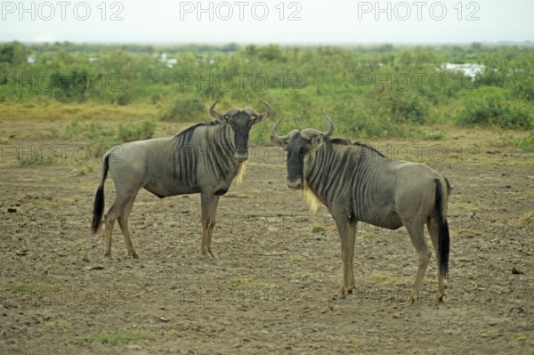 Gnubullen (Connochaetes taurinus) in Amboseli National Park, Kenya, Africa, June 2000, vintage,