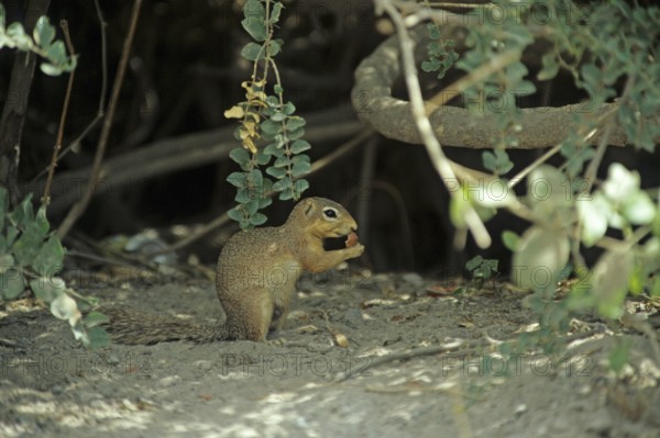 Ochre bush squirrel (Paxerus ochraceus), in Amboseli National Park, Kenya, Africa, June 2000,