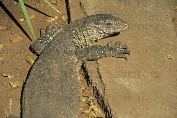 Iguana (Iguana iguana), crocodile farm, Victoria Falls, Zimbabwe, Africa, June 2000, vintage,