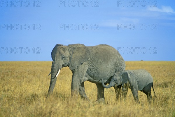 Elephant with young (Loxodonta africana), Serengeti, Tanzania, Africa, June 2000, vintage, retro,