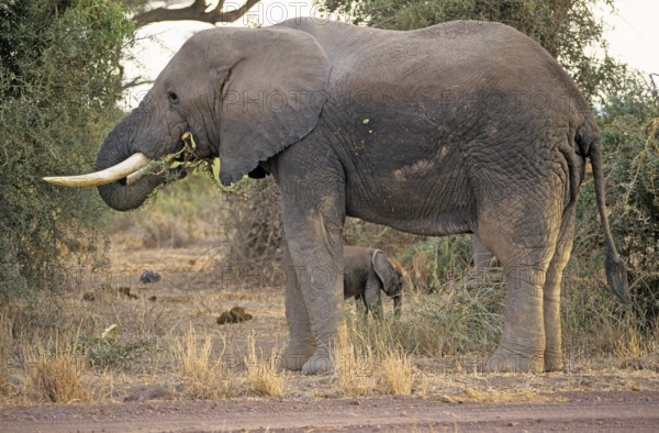Elephant (Loxodonta africana) with young, Amboseli National Park, Kenya, Africa, June 2000,