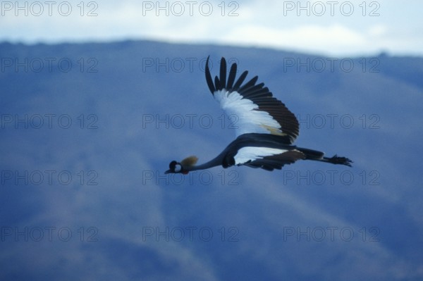 Crowned Crane (Balearica Pavonina) in flight, Ngorongoro Crater, Tanzania, Africa, June 2000,
