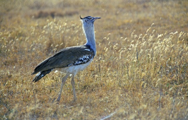 Giant bustard (Ardeotis kori), Ngorongoro Crater, Tanzania, Africa, June 2000, vintage, retro, old,