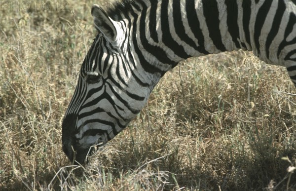 Steppe zebra (Equus quagga), Ngorongoro Crater, Tanzania, Africa, June 2000, vintage, retro, old,