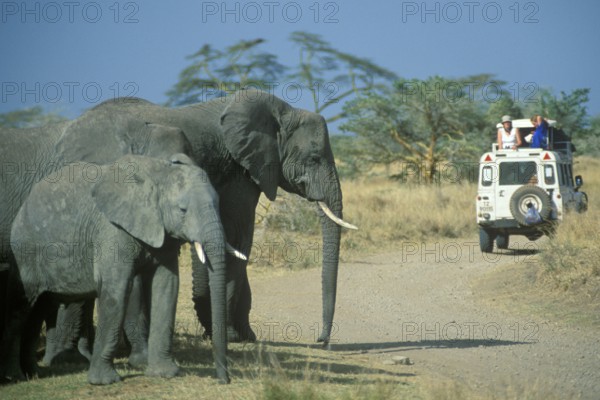 Elephants (Loxodonta africana), Safari, Serengeti, Tanzania, Africa, June 2000, vintage, retro,